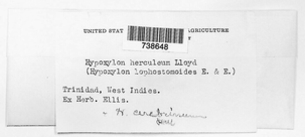 Hypoxylon herculeum image